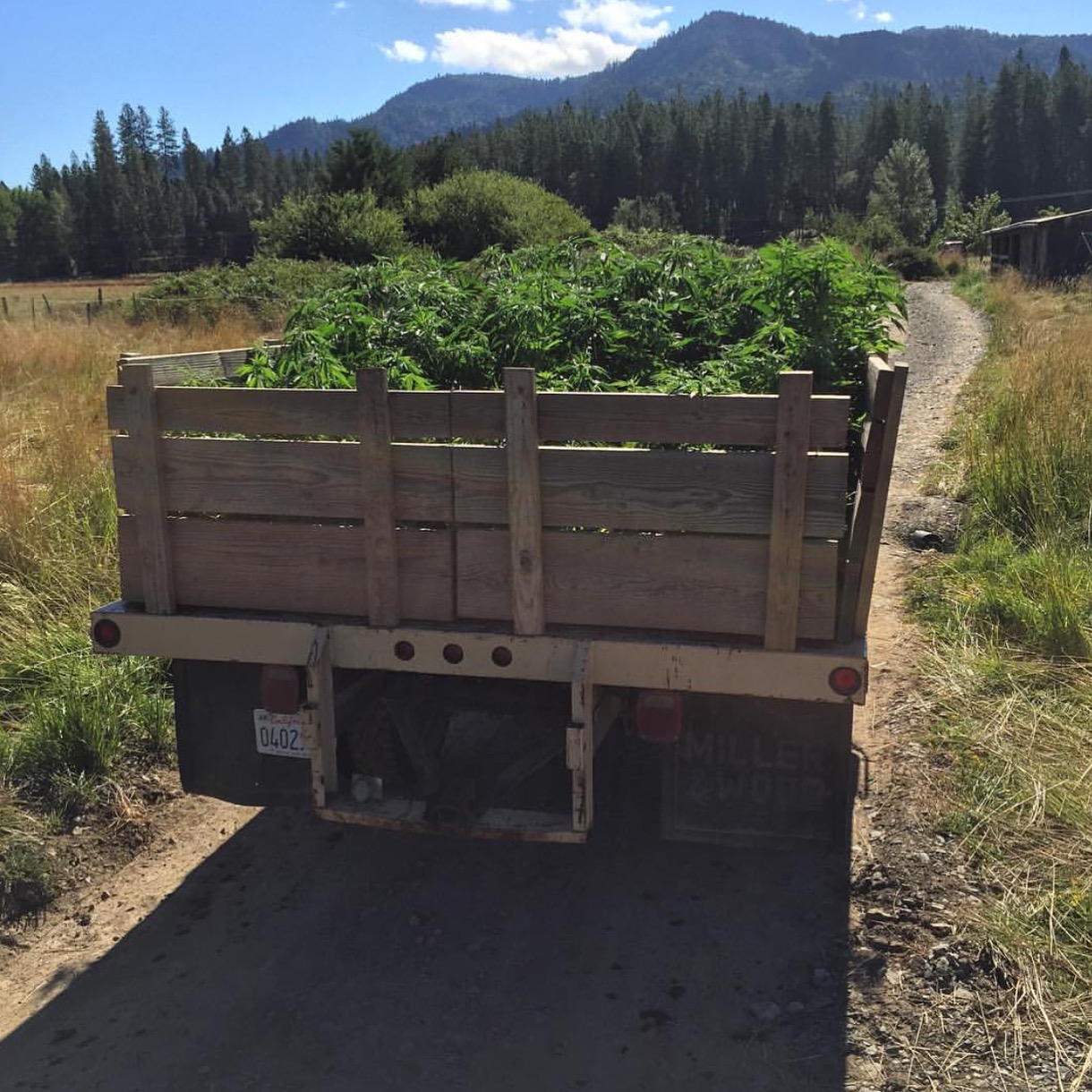 Cannabis Harvest California