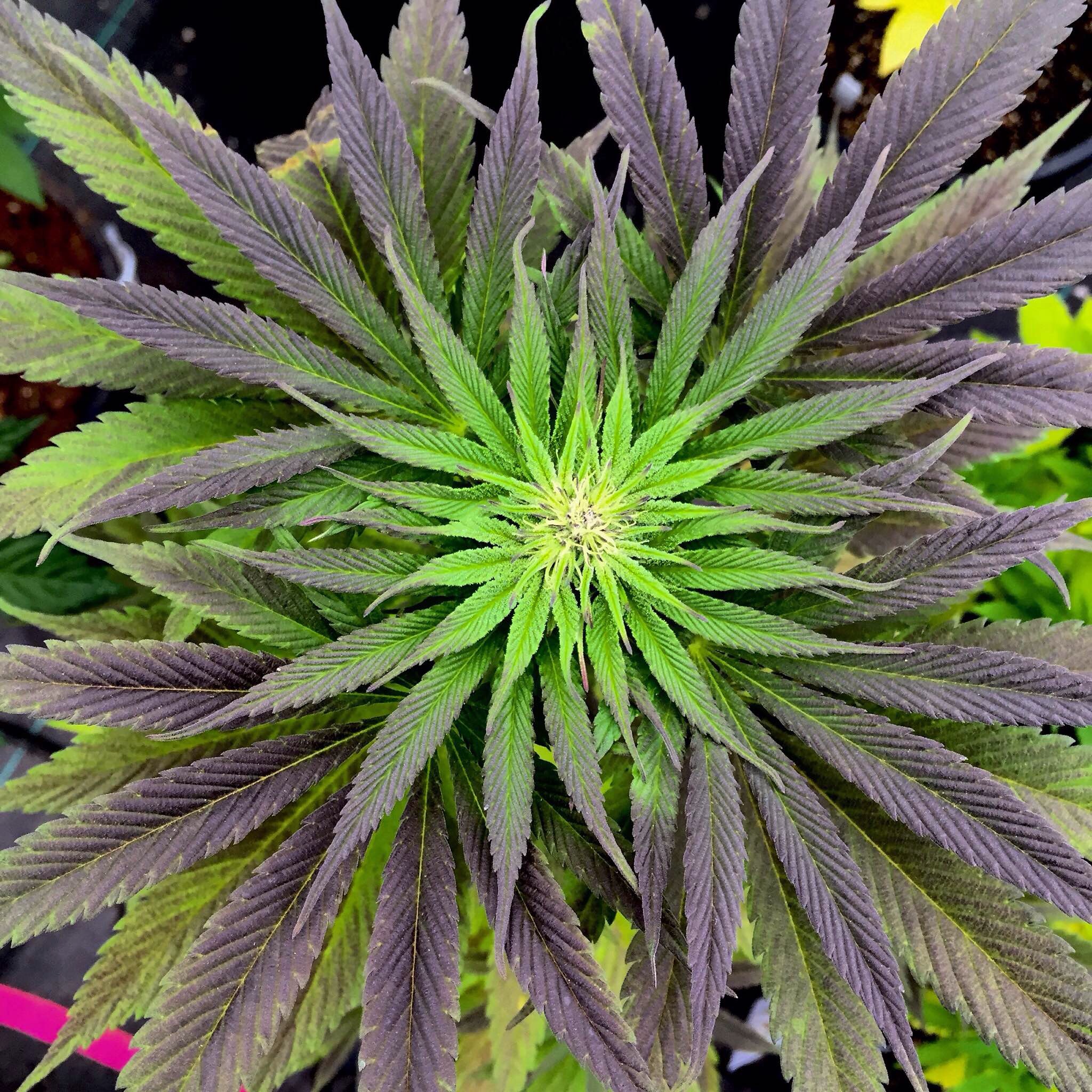 Марихуана seeds выращивание дома марихуаны