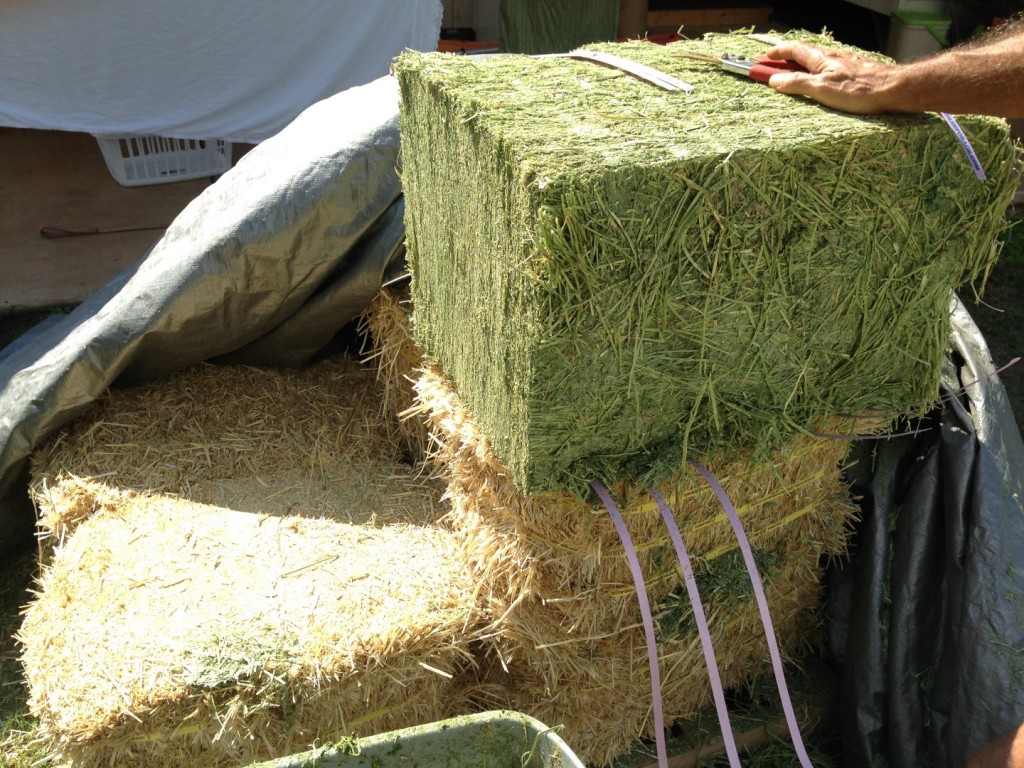 A combination of alfalfa(top)and straw(below) used as layers in the pile. Both breakdown quickly though the alfalfa is more rich in nitrogen.