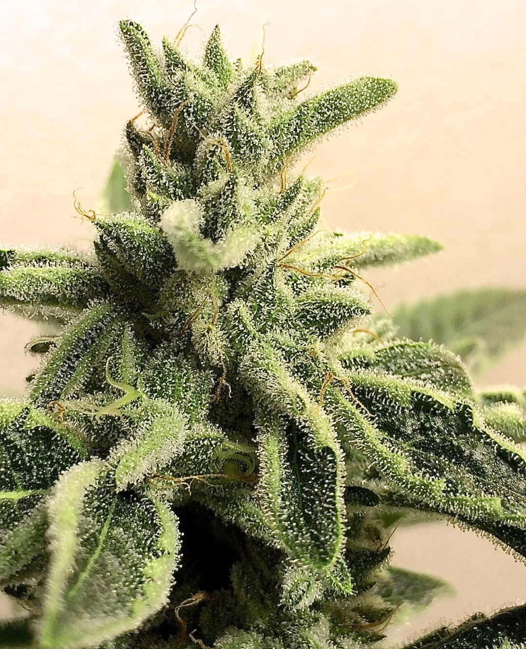 Lemon Garlic OG an extraordinary flavor Humboldt Seeds UK