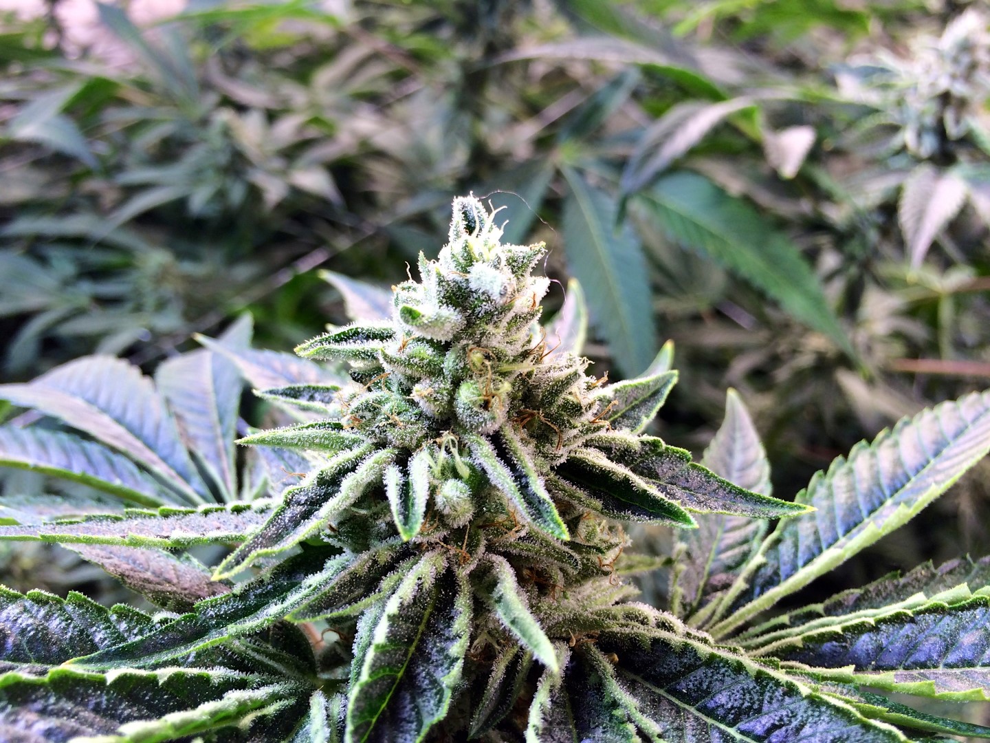 Lemon Garlic OG an extraordinary flavor Humboldt Seeds UK
