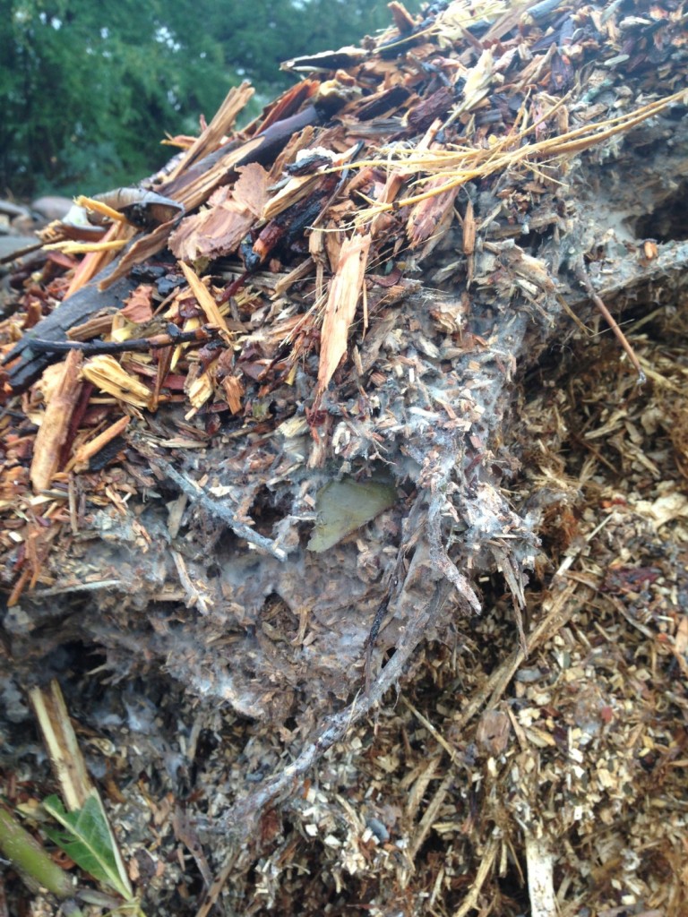 This pile of fresh wood chip are in a thermophilic state displaying healthy mycelium growth feeding off the wood.