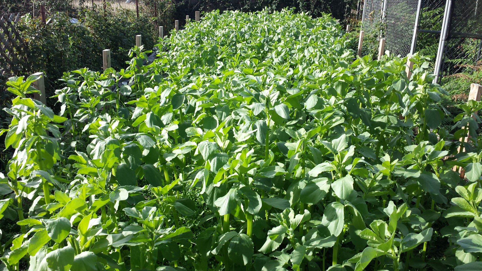 Cover Cropping Humboldt Seeds UK