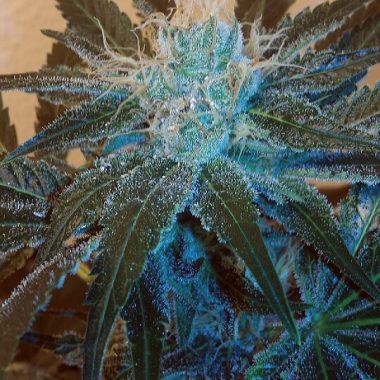 Lost Coast Hash Plant