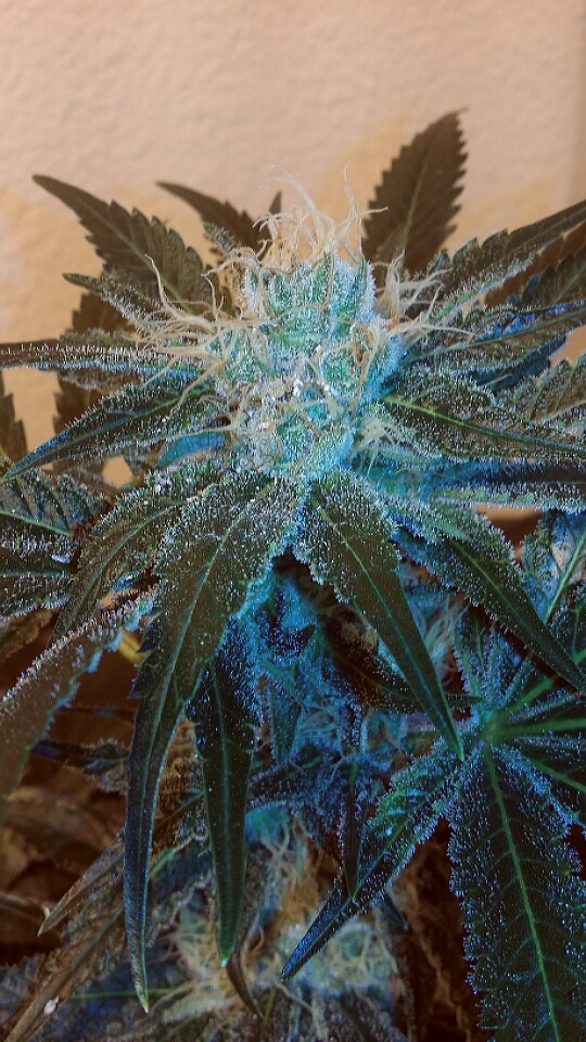 Buy Lost Coast Hash Plant feminized seeds Humboldt Seeds UK