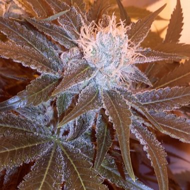 Lost Coast Hash Plant