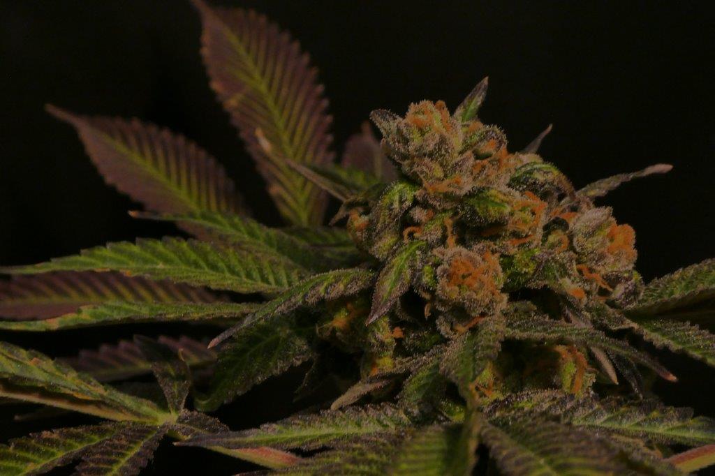 Buy Chocolate Mint OG feminized seeds Humboldt Seeds UK