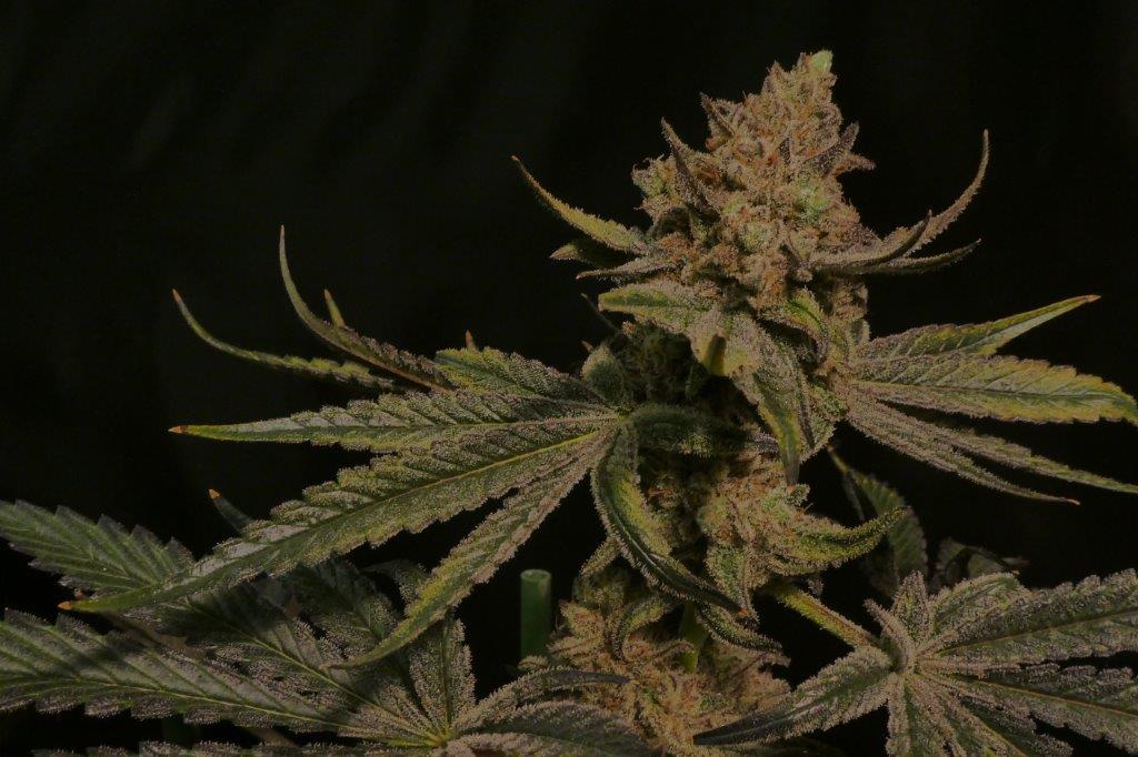 Buy Chocolate Mint OG feminized seeds Humboldt Seeds UK