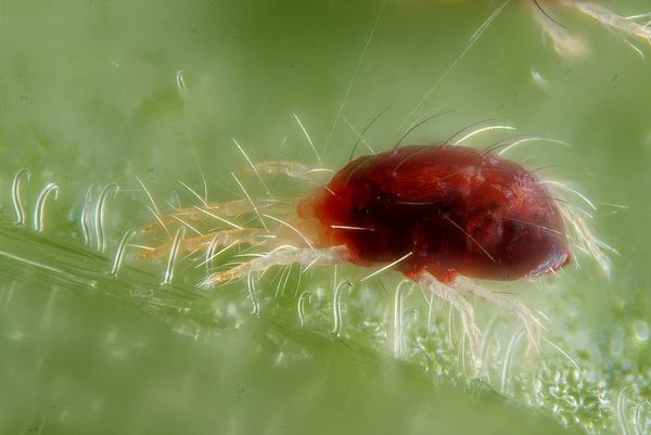 Biologische Schädlingsbekämpfung beim Cannabis-Anbau - Raubmilben