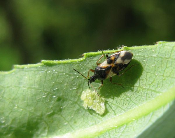 Biological control of cannabis pests - anthochoridae