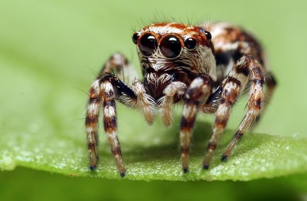 Biological control of cannabis pests - spiders