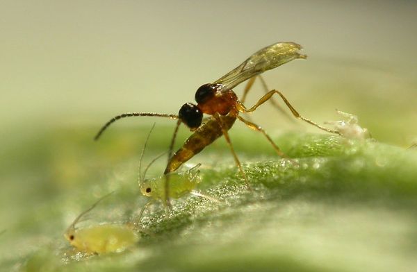 Biologische Schädlingsbekämpfung beim Cannabis-Anbau - Wespen