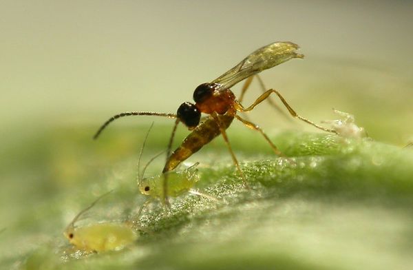 contrôle biologique des épidémies du cannabis - guêpes