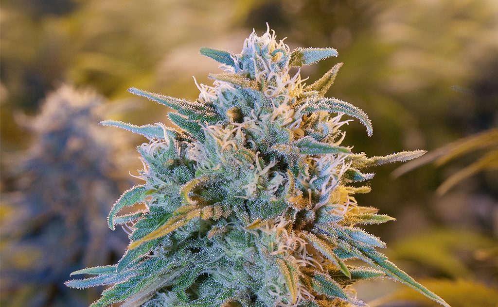 semillas de blue dream