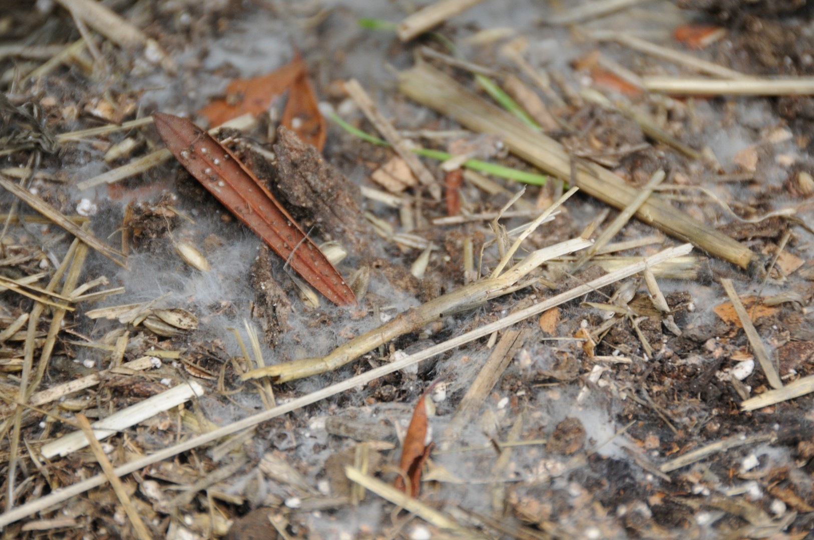 Understanding how Bokashi works Humboldt Seeds UK