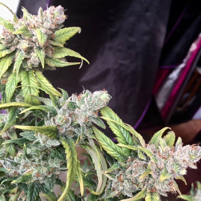 Buy Lemon Garlic OG feminized seeds Humboldt Seeds UK