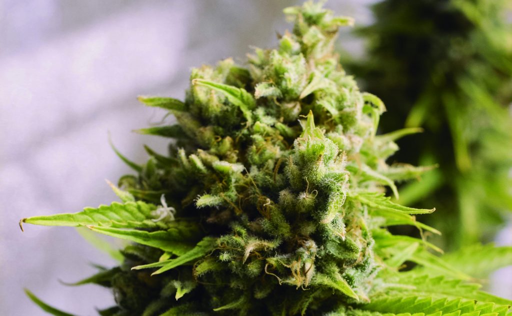 Cómo cultivar variedades de marihuana autoflorecientes en exterior