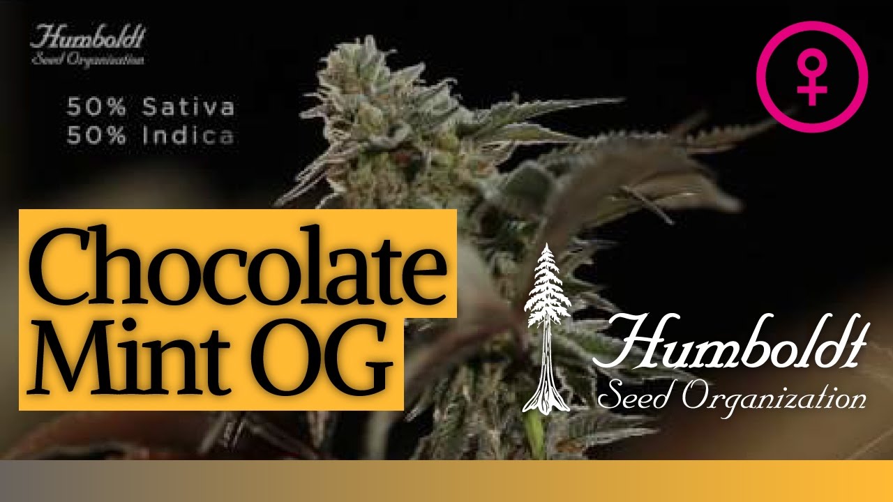 Chocolate Mint OG cannabis seeds by Humboldt Seed Organization video