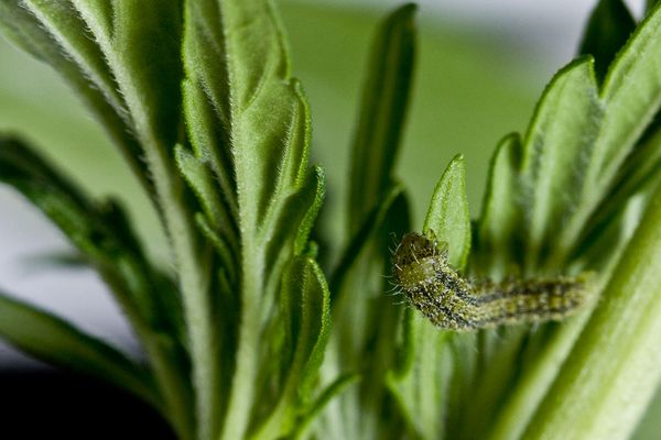 plagas más comunes de la marihuana: orugas