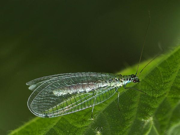 Biological control of cannabis pests - lacewings