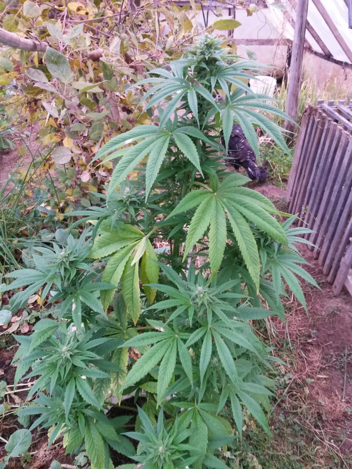 Buy Lemon Garlic OG feminized seeds Humboldt Seeds UK