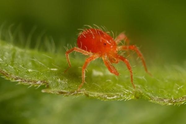 plagas más comunes de la marihuana: mosca roja