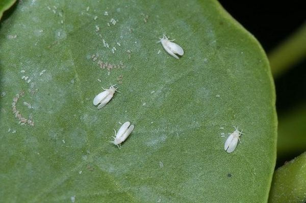 Comment prévenir et éliminer la mouche de terreau dans le cannabis