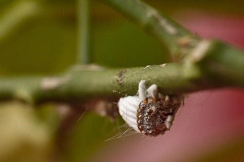 plagas más comunes de la marihuana: cochinilla