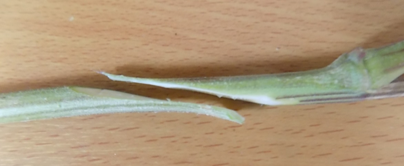 how to graft cannabis whip graft