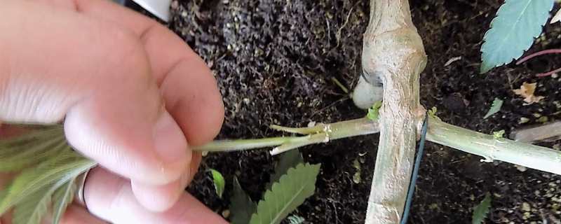how to graft cannabis cleft cut