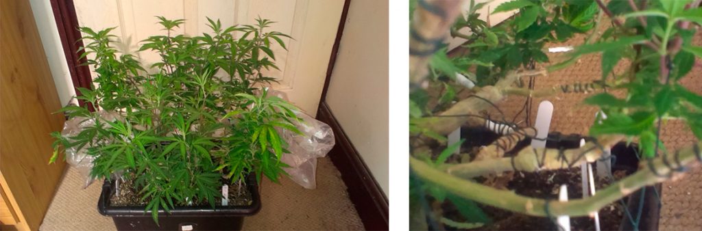 how to graft cannabis trial mother