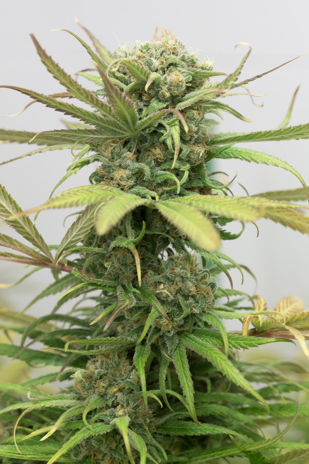 Blue Dream buy Blue Dream seeds online Humboldt Seeds UK