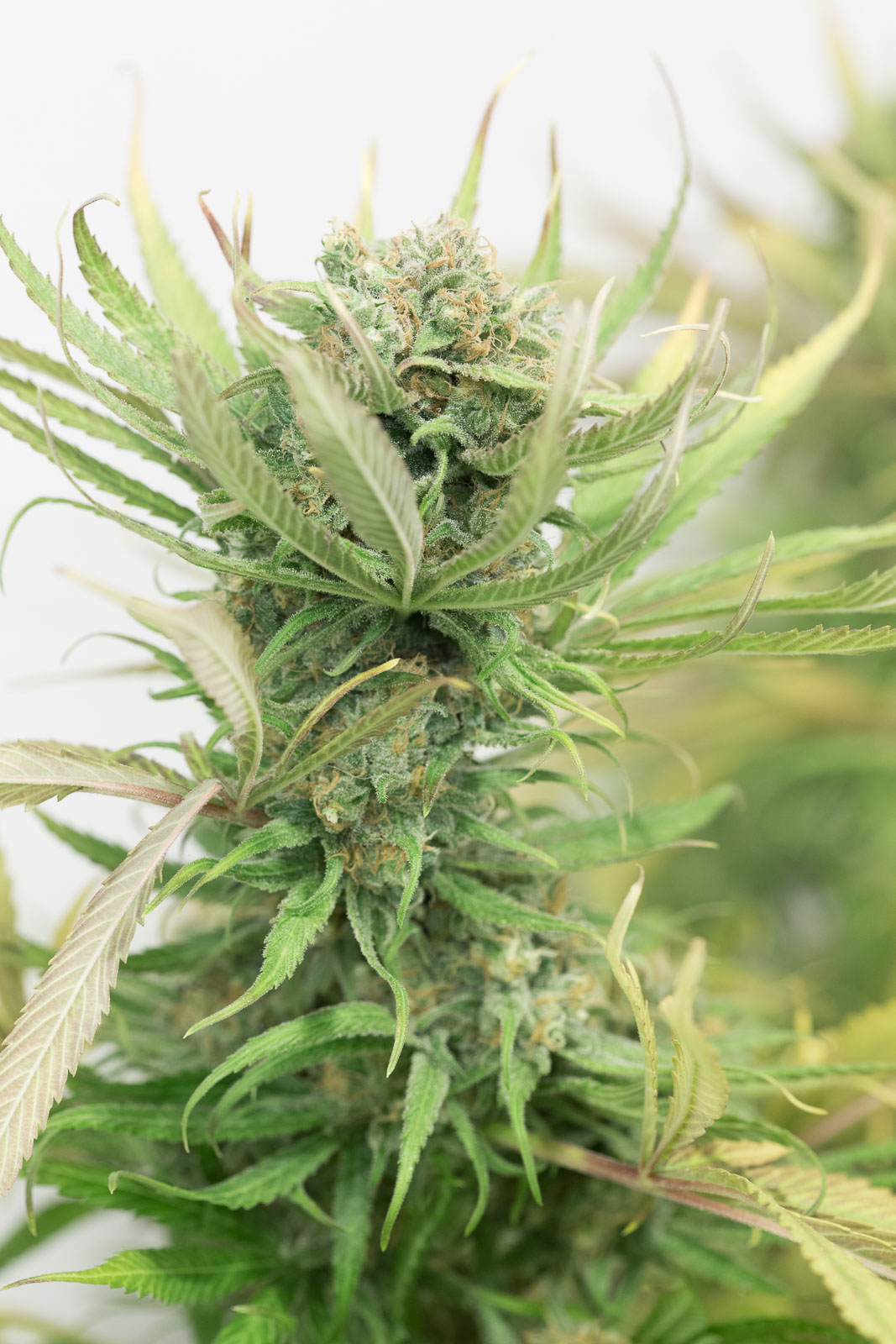 Blue Dream buy Blue Dream seeds online Humboldt Seeds UK