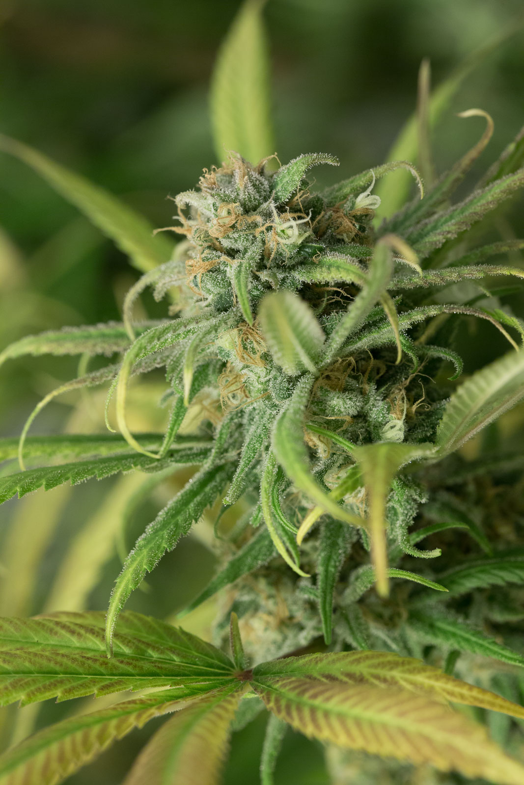 Blue Dream buy Blue Dream seeds online Humboldt Seeds UK