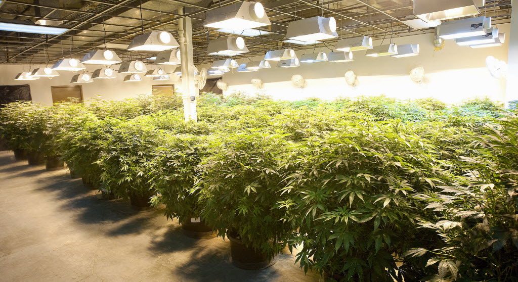 industrial marijuana growing