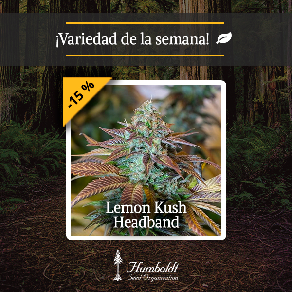Variedad de la semana Lemon Kush Headband Humboldt Seeds