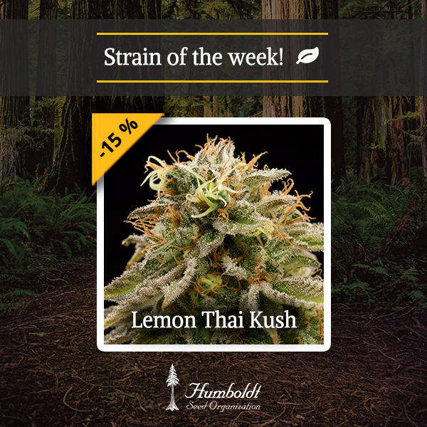 Strain of the week Enjoy our Lemon Thai Kush with 15 off Humboldt
