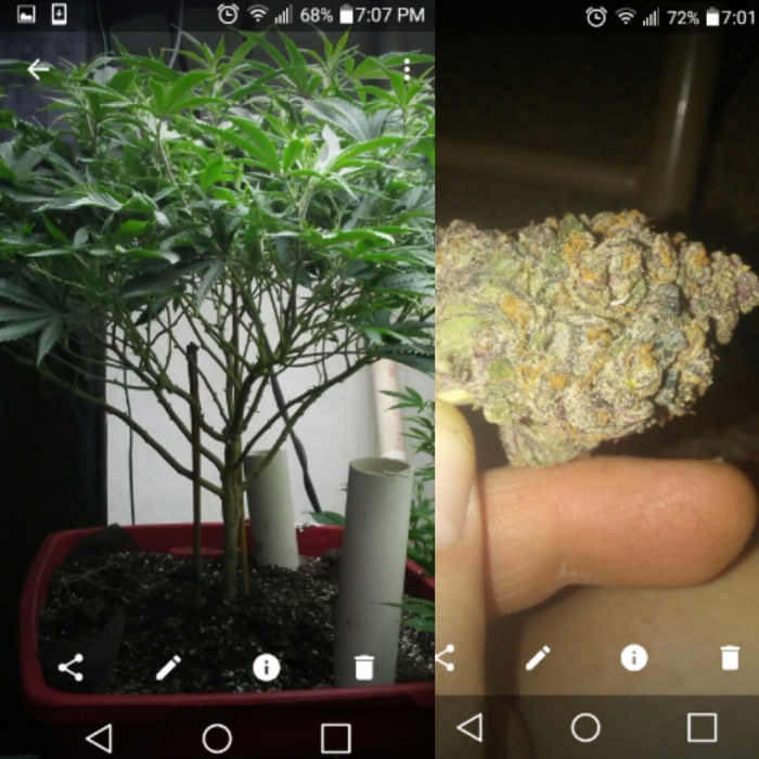 Buy Chocolate Mint OG feminized seeds Humboldt Seeds UK