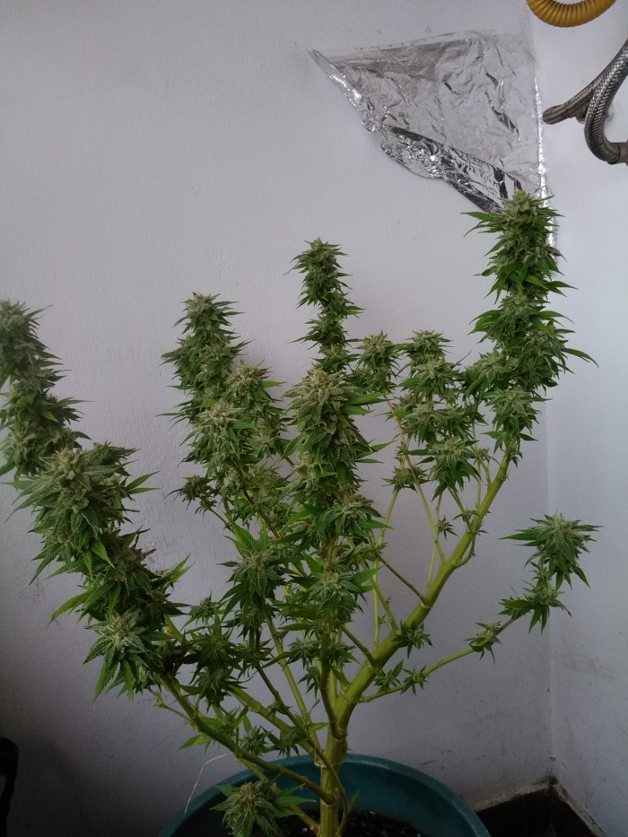 Buy Lemon Garlic OG feminized seeds Humboldt Seeds UK