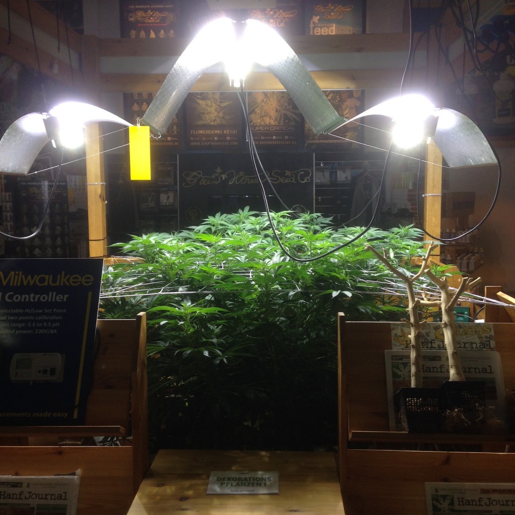 mangosapphire-bushplanet-growcity
