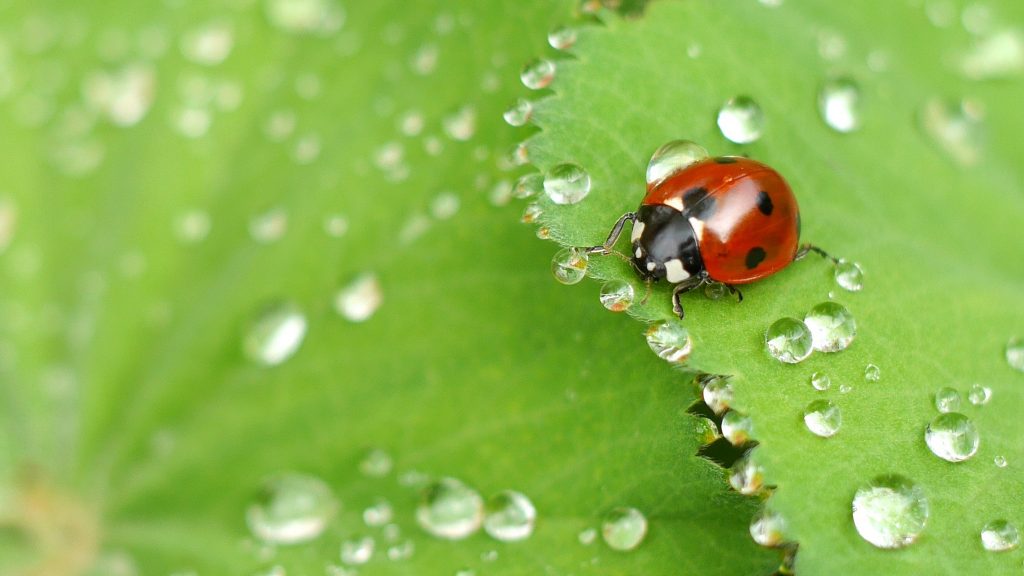 controllo biologico dei parassiti della cannabis - coccinelle