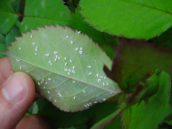 plagas más comunes de la marihuana: mosca blanca