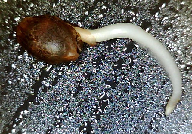 how to germinate cannabis seeds - water soak