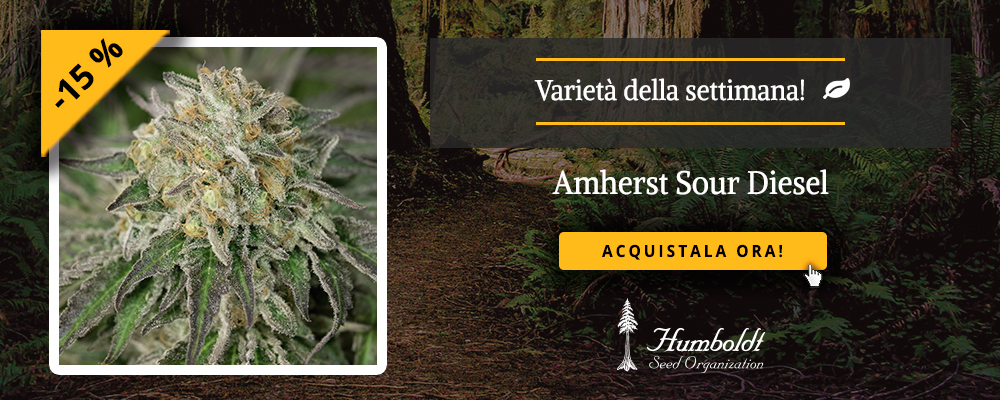 Amherst Sour Diesel HSO