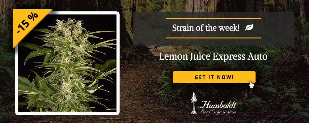 Strain of the week: enjoy our Lemon Juice Express Auto with 15 % off -  Humboldt Seeds