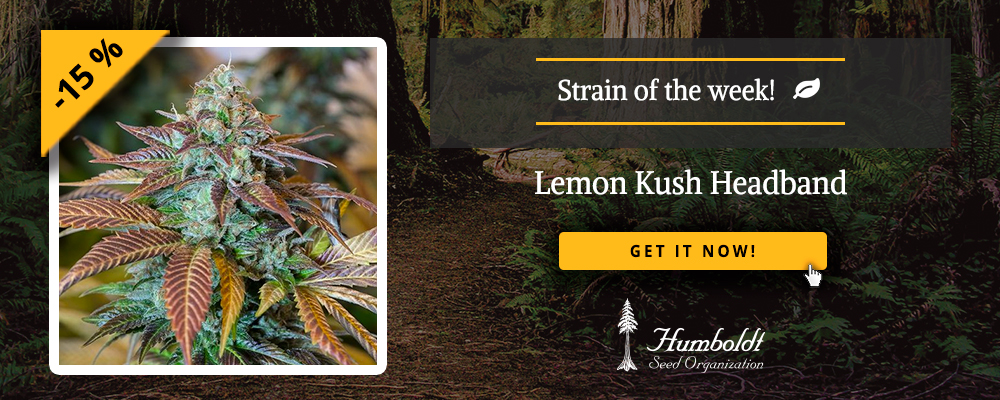 Lemon Kush Headband HSO