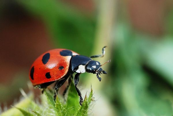 Biologische Schädlingsbekämpfung beim Cannabis-Anbau