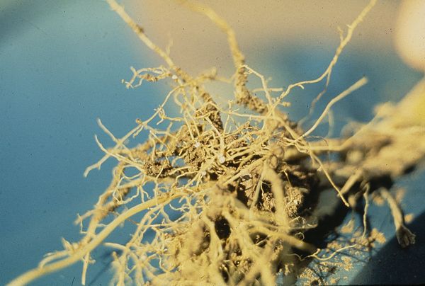plagas más comunes de la marihuana: nematodos