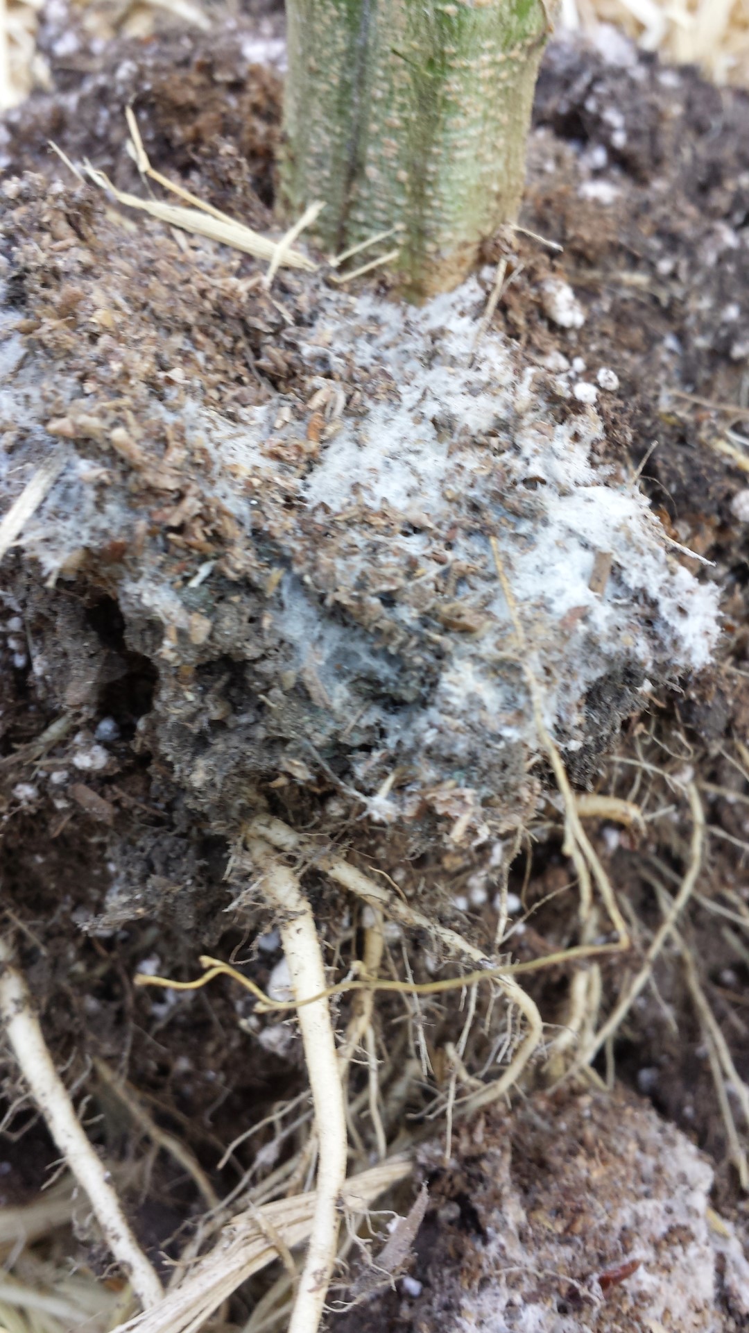 Understanding how Bokashi works Humboldt Seeds UK