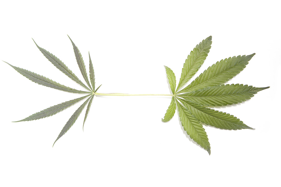 cannabis-indica-sativa-and-ruderalis-features-and-differences